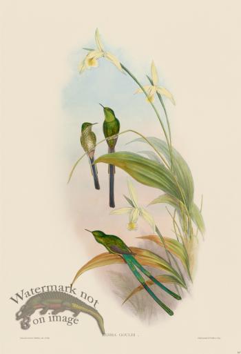 Gould Hummingbird 167